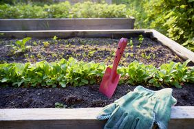 Raised bed with a row of radishes, shovel and garden gloves