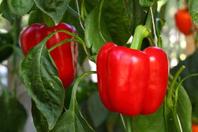 red pepper on a pepper plant