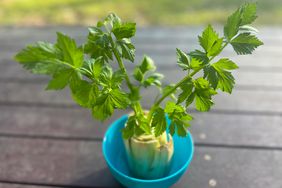 Regrowing Celery from scrap stalk