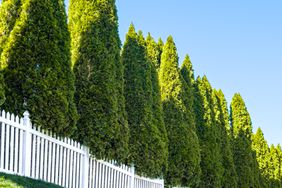 Row of Cypress Trees