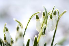 Snowdrop flowers in winter with frost covered petals