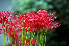 red spider lily plants