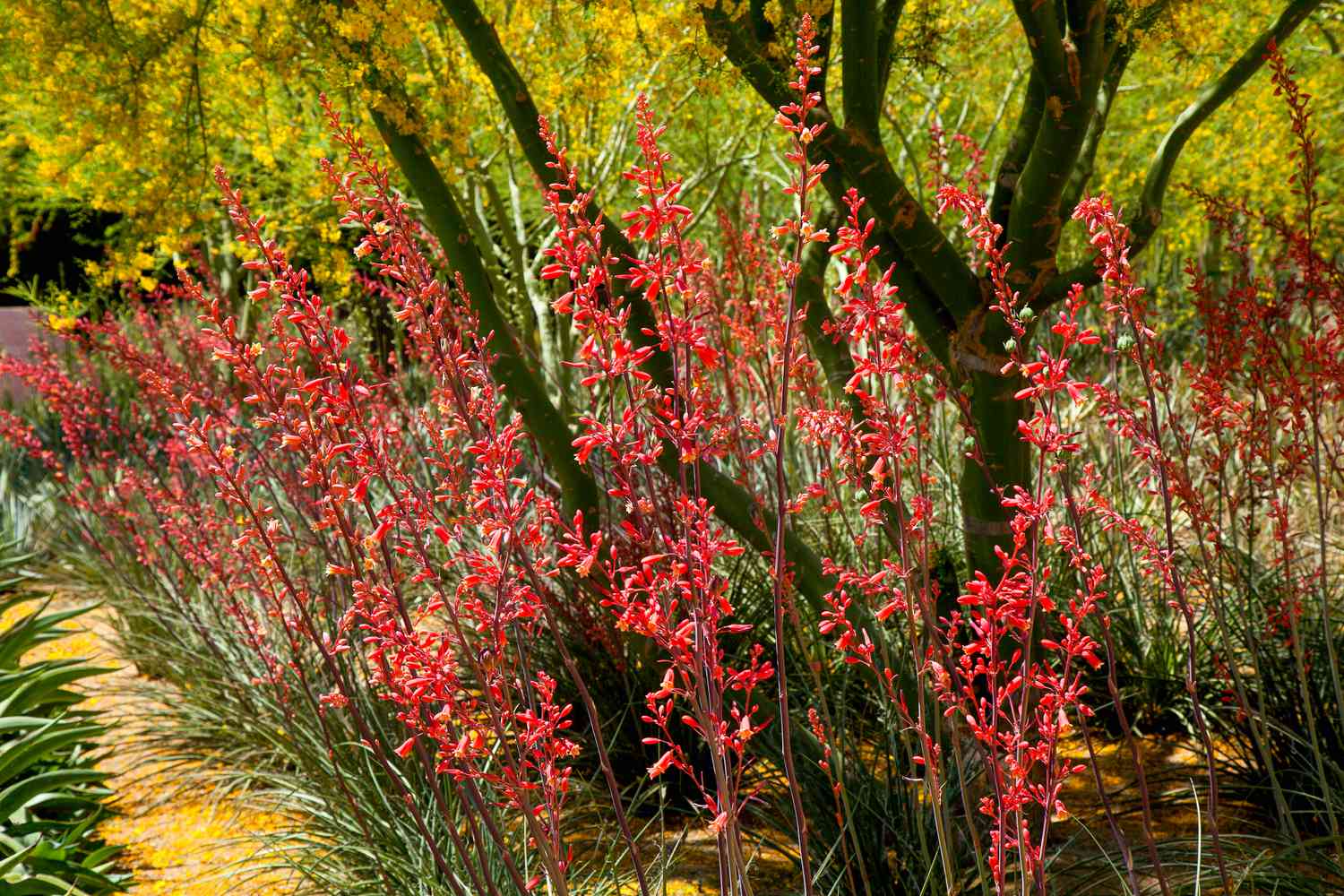 Hesperaloe parviflora (red yucca)