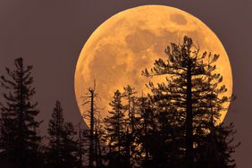 Supermoon rising behind trees