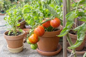 tomato plant