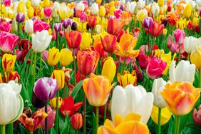 Many colorful tulips close-up in the garden of Keukenhof park