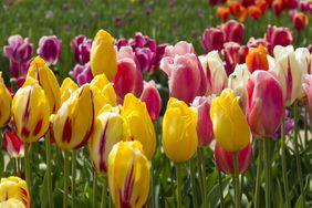 Tulips in different colors.