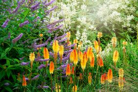 Landscape with orange and purple plants