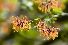 USA, Washington, Bellevue Witch Hazel, Hamamelis I Jelena...