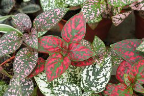 Various colored leaves in polka dot plants