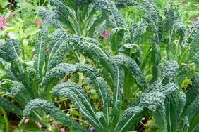 deep green lacinato or tuscan kale plants growing outdoors in garden