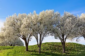 White blooming Bradford pear trees in Texas, spring has sprung