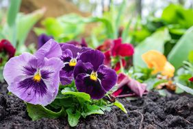 Winter pansies in the soil in a garden