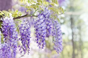 Close up of wisteria flowers blooming in spring